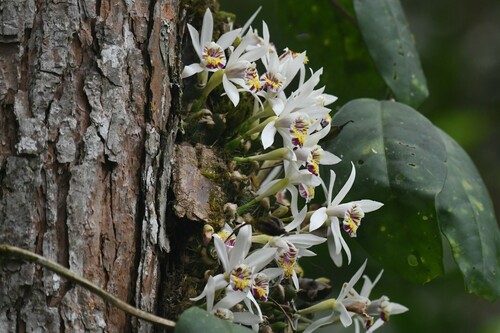 Spotted Pleione reference