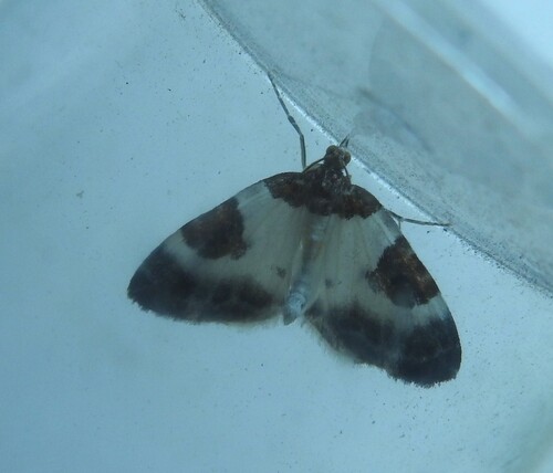 Blue-bordered Carpet reference