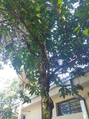 Purple Glory Tree reference
