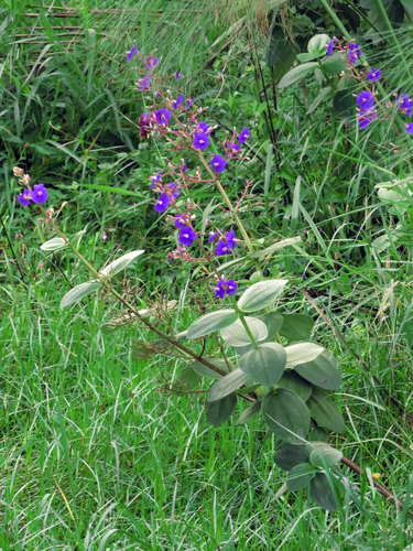 Silver Glory Bush reference