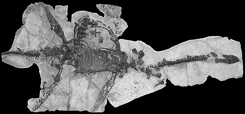Plesiosaurus reference
