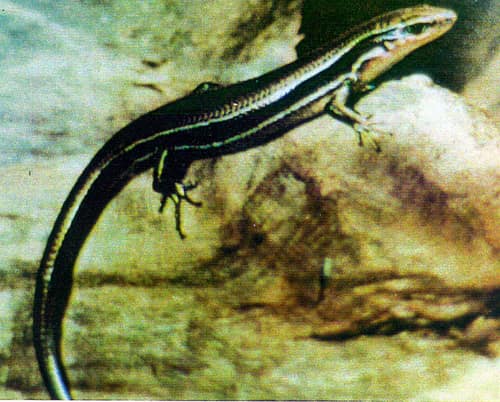 Coal Skink reference