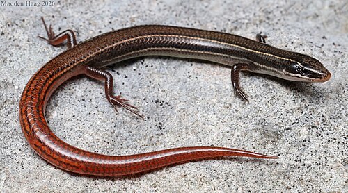 Mole Skink reference