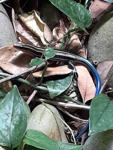 Five-Striped Blue-Tailed Skink reference