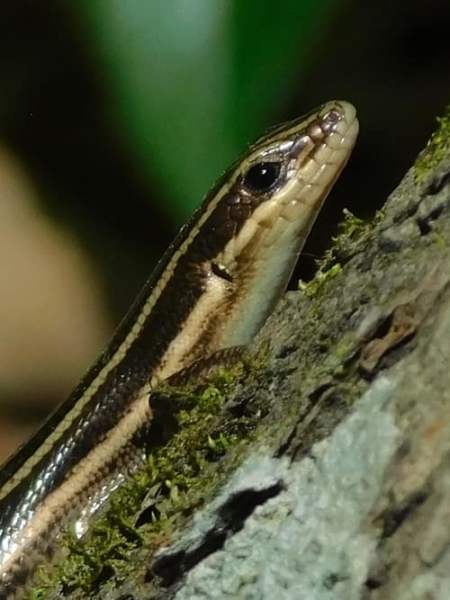 Common Five-lined Skink reference