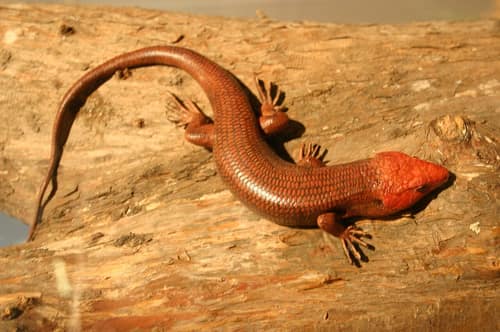 Broad-headed Skink reference