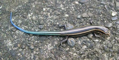 Japanese Skink reference