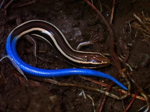 Western Skink reference