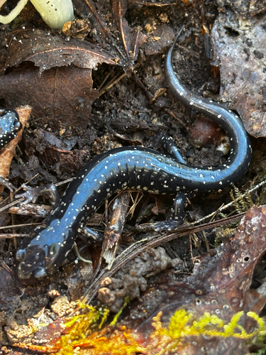 Western Slimy Salamander reference