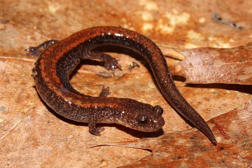 Eastern Red-Backed Salamander reference