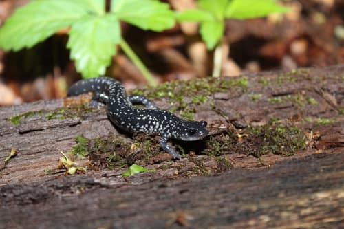White-spotted Salamander reference