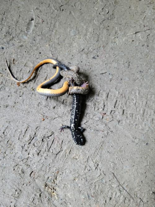 Slimy Salamander reference