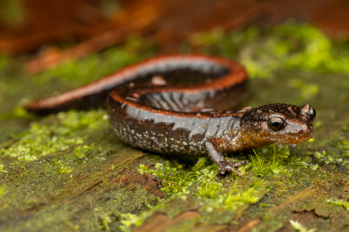 Western Red-backed Salamander reference