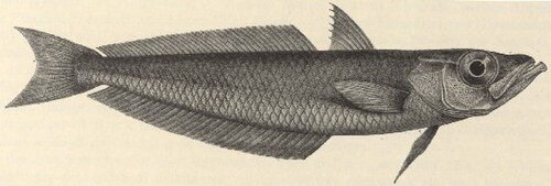 Antarctic Silverfish reference