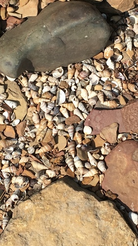 Sharp Hornsnail reference