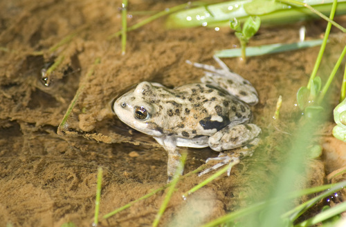Patagonian Four-eyed Frog reference