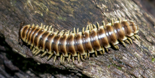 Red-legged Millipede reference