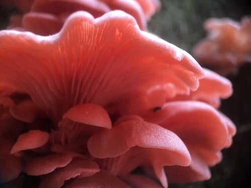 Pink Oyster reference