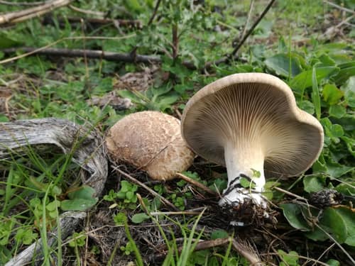 King Oyster Mushroom reference
