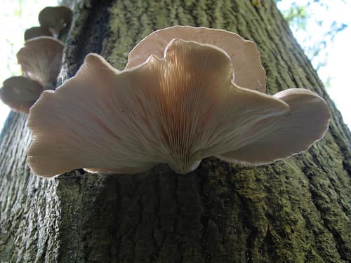 Oyster Mushroom reference