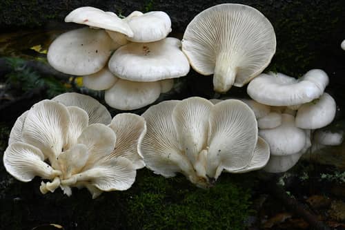 Indian Oyster Mushroom reference