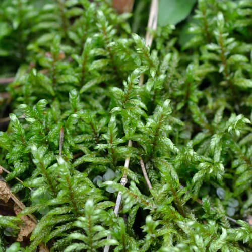 Red-stemmed Feather Moss reference