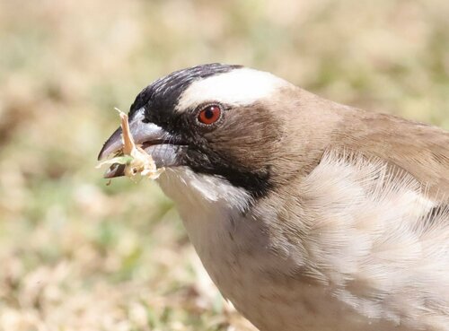White-browed Sparrow-Weaver reference