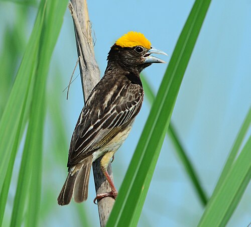 Black-breasted Weaver reference