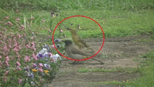 Cape Weaver reference