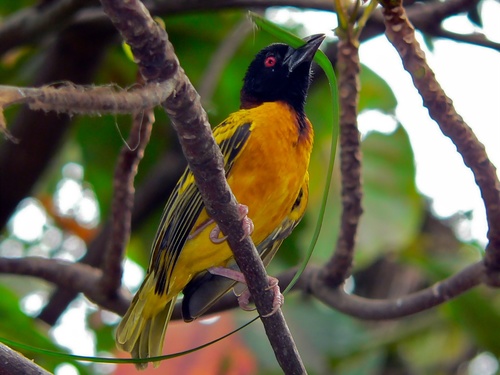 Village Weaver reference