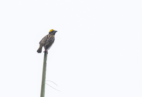 Streaked Weaver reference
