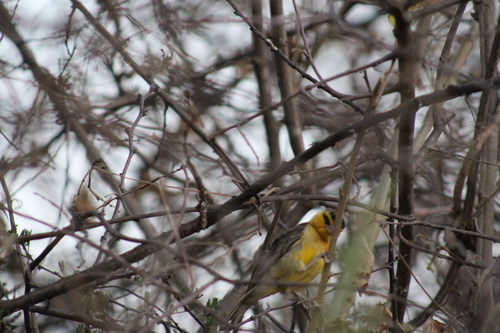 Black-necked Weaver reference
