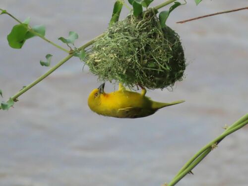 Holub's Golden Weaver reference