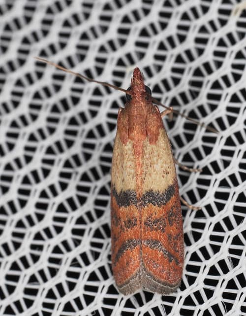 Indianmeal Moth reference