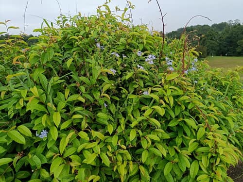 Cape Leadwort reference