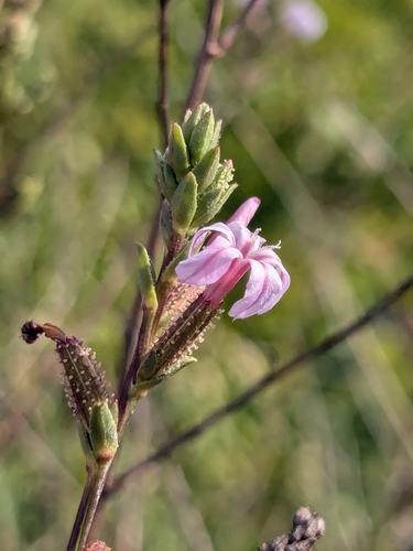 European Leadwort reference