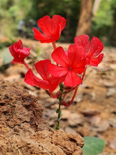 Red Leadwort reference