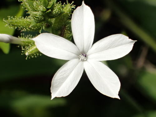 Ceylon Leadwort reference