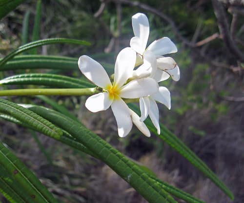 White Frangipani reference