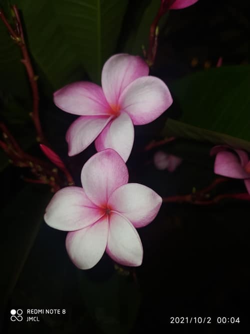 Frangipani reference