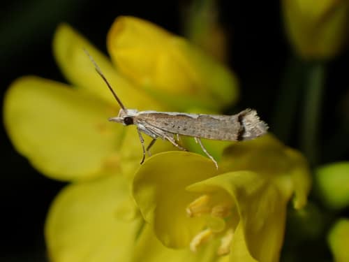 Diamondback Moth reference