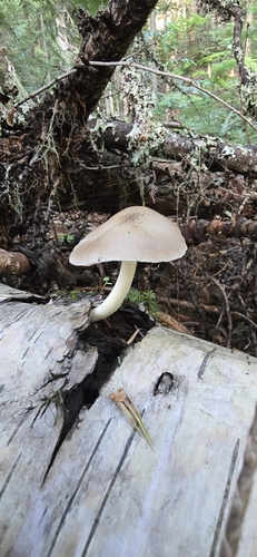 Deer Mushroom reference