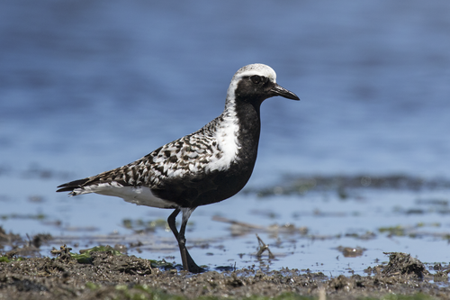 Black-bellied Plover reference