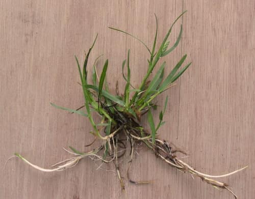 Kentucky Bluegrass reference