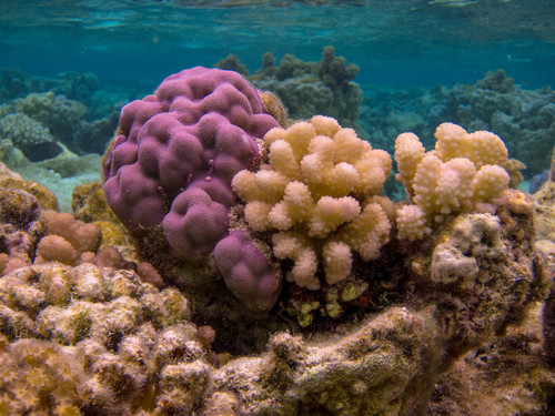 Verrucose Coral reference