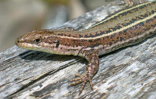 Iberian Wall Lizard reference