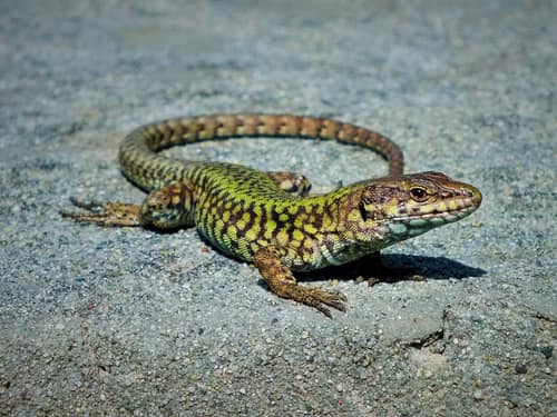 Common Wall Lizard reference