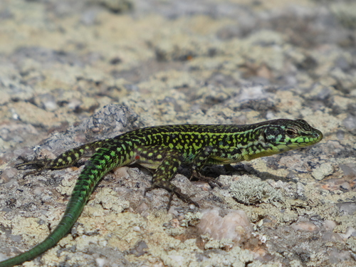 Tyrrhenian Wall Lizard reference