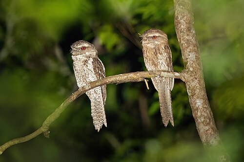 Marbled Frogmouth reference