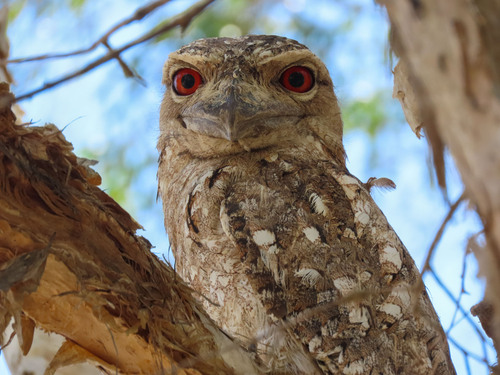 Papuan Frogmouth reference